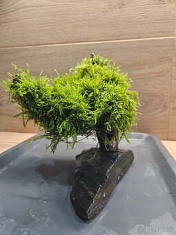 Akvarijny machovy strom, bonsaj - 2