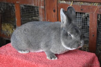 Predam Viedensky divoko modrý - 2