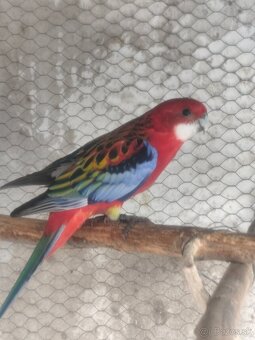 Predám rozely rubino červená - 2