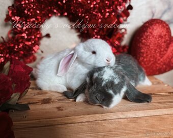 Anglický barenček s pp - 2