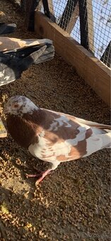 Poštové holuby - 2