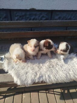 Border kolia,collia - 2