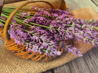 Obrazy levanduľa - 2