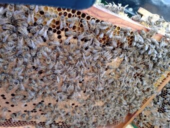 Predám včely - 2