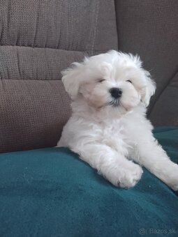 Mini maltezák - 2