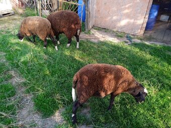 Zwartbles - 2