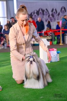 Shih tzu s PP / shi-tzu / shitzu - 2