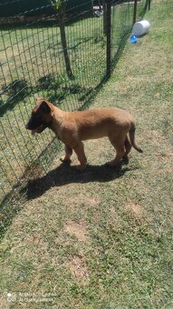Belgický ovčiak malinois - 2