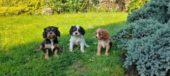 Cavalier king charles soaniel - 2