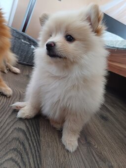 Pomeranian - 2