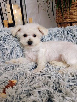 Bichon  fenočka Lilinka - 2
