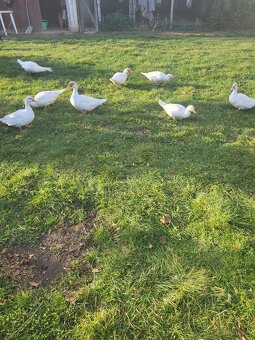 Pižmové kačice - 2