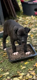 Americký staford 3steniatka odber ihneď 10 tyzdnove - 2