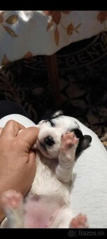 Darujem za symbolickú cenu alebo zadarmo - 2