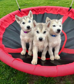 Steniatka sibirsky husky - 2