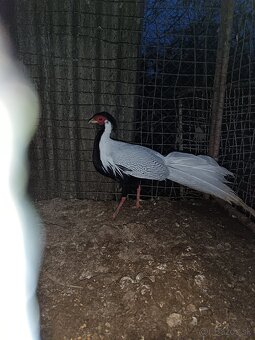 Bažant strieborný - 2