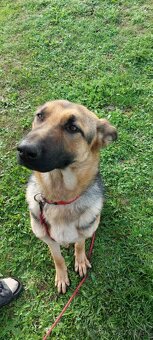 Nemecký ovčiak -sučka - 2