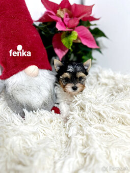 Yorkshirsky terier biewer - 2