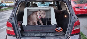 Prepravný box pre psa do auta - 2