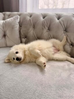 Nemecky špic biely - 2