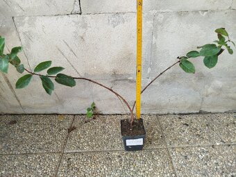 Zemolez kamcatský - 2