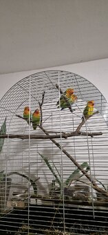 Predám  agapornis fišer - 2