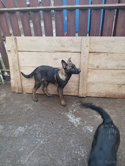 Šteniatka nemecký ovčiak - 2