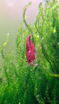 PREDÁM KREVETKY - Odber v Bratislave - 2