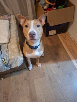 Americky staford - 2