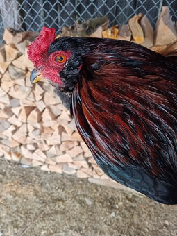 Kohúty araukana (araucana) - predaj - 2