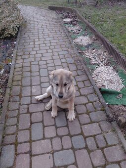 Stredoazijsky ovčaik - 2