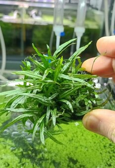 Akvarijné rastliny - Microsorum Lanjak entimau - 2