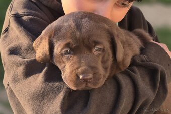 Labrador čokoládový - 2