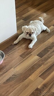 Mops (Pekinéz) - 2