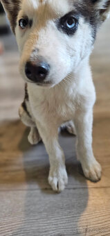 Sibírsky Husky Psík ♡ - 2