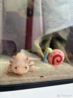 Axolotl mexický (ružový samec) - 2