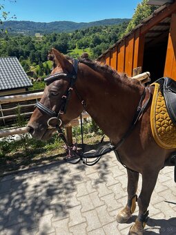 Predam sikovneho pony pre deti - 2