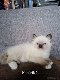 Ragdoll mačiatká na predaj - 2