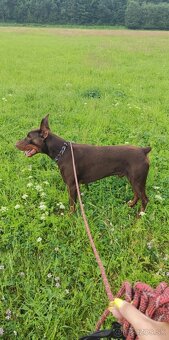 Doberman - 2