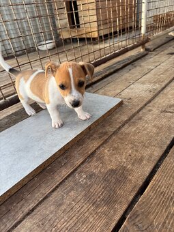 Jack Russel Terrier (Terier) - 2