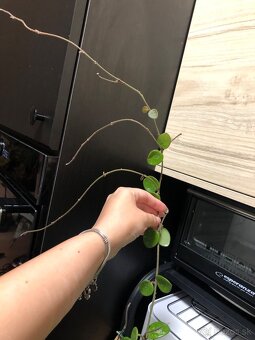 Hoya mathilde splash - 2