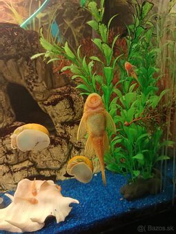 Darujem prísavníkov - 2