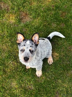 Austrálsky dobytkársky pes - 2