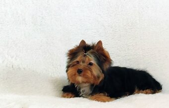 Yorkshire terrier - 2