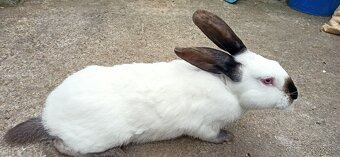 Predám králiky 4,5 mesačne - 2