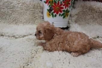 Maltipoo F1b - 2