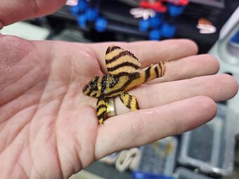 L 333 Gold line AAA - odchov - 2