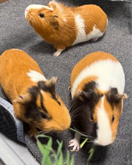 Predáme 3 morské prasiatka - 2