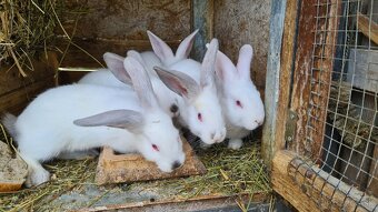 Predám kraliky. - 2