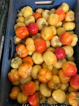 Almapaprika - 2